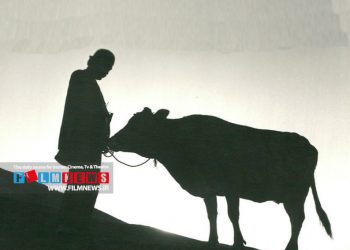 نگاهی به آماروارقام و مشکلات داریوش مهرجویی برای ساخت دومین فیلم کارنامهاش | گاو با ۱۴۵ هزارتومان ساخته شد